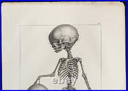 1864 Squelette complet d'un foetus de 4 mois Planche anatomie Léveillé