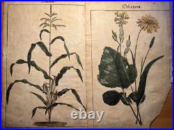 2 Lithographie Ancienne 1838 Livre Plantes Colorié Main Images Vintage Rétro