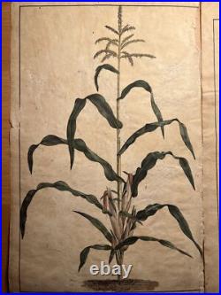 2 Lithographie Ancienne 1838 Livre Plantes Colorié Main Images Vintage Rétro