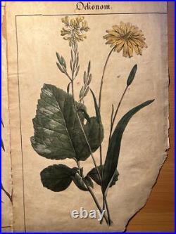 2 Lithographie Ancienne 1838 Livre Plantes Colorié Main Images Vintage Rétro