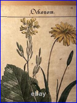 2 Lithographie Ancienne 1838 Livre Plantes Colorié Main Images Vintage Rétro