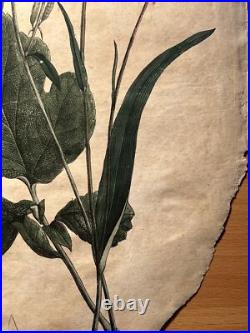 2 Lithographie Ancienne 1838 Livre Plantes Colorié Main Images Vintage Rétro