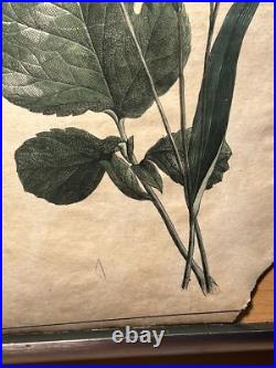 2 Lithographie Ancienne 1838 Livre Plantes Colorié Main Images Vintage Rétro