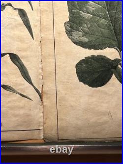 2 Lithographie Ancienne 1838 Livre Plantes Colorié Main Images Vintage Rétro