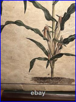 2 Lithographie Ancienne 1838 Livre Plantes Colorié Main Images Vintage Rétro