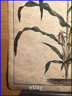 2 Lithographie Ancienne 1838 Livre Plantes Colorié Main Images Vintage Rétro