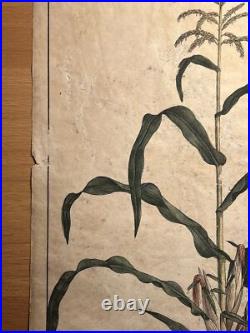 2 Lithographie Ancienne 1838 Livre Plantes Colorié Main Images Vintage Rétro