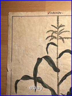 2 Lithographie Ancienne 1838 Livre Plantes Colorié Main Images Vintage Rétro