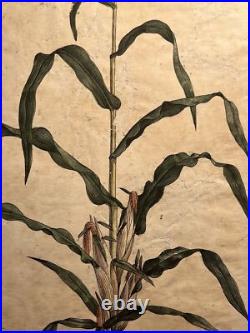 2 Lithographie Ancienne 1838 Livre Plantes Colorié Main Images Vintage Rétro