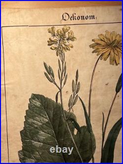 2 Lithographie Ancienne 1838 Livre Plantes Colorié Main Images Vintage Rétro