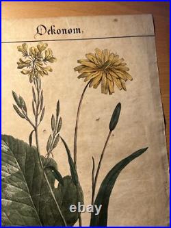 2 Lithographie Ancienne 1838 Livre Plantes Colorié Main Images Vintage Rétro