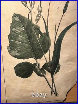 2 Lithographie Ancienne 1838 Livre Plantes Colorié Main Images Vintage Rétro