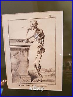 3 Gravures XVIII Eme. Squelette. Cabinet De Curiosites. Engraving Skeleton 1772