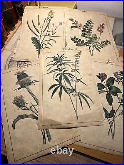 5 Antique Lithographie 1838 Pflanzenbuch Colorié à la Main Image Vintage Rétro