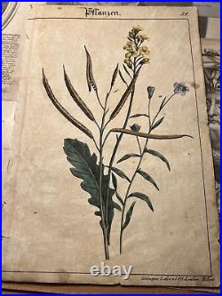 5 Antique Lithographie 1838 Pflanzenbuch Colorié à la Main Image Vintage Rétro