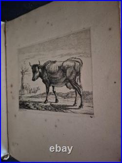 ALBUM RECUEIL de 60 GRAVURES ANIMALIERES (Eaux-Fortes) XVIIIe ALBUM RECUEIL de 60 GRAVURES ANIMALIERES (Eaux-Fortes) XVIIIe