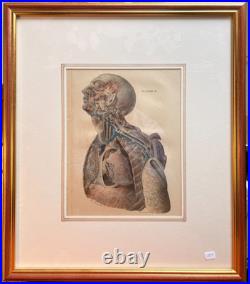 Ancien Estampe Gravure Lithographie Anatomie XIXème Encadrée BOURGERY Lemercier