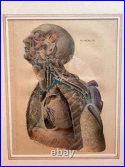 Ancien Estampe Gravure Lithographie Anatomie XIXème Encadrée BOURGERY Lemercier