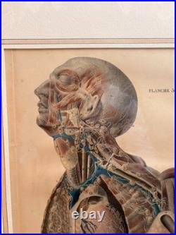 Ancien Estampe Gravure Lithographie Anatomie XIXème Encadrée BOURGERY Lemercier Ancien Estampe Gravure Lithographie Anatomie XIXème Encadrée BOURGERY Lemercier