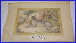 Antique 1788 Charles Catton Junior Le Loup #18 Dessin Toile Lithographie Coloré