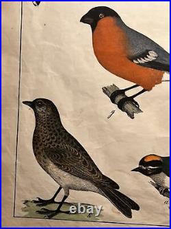Antique Lithographie 1838 Colorié à la Main Image Aquarelle Oiseaux Tiere Retro