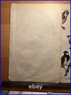 Antique Lithographie 1838 Colorié à la Main Image Aquarelle Oiseaux Tiere Retro