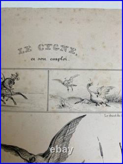 Belle Lithographie Leda Cygne Jupiter Buffon XIXe Gravure Estampe Art Ancien