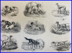Belle Lithographie signée Chien Race XIXe Gravure Estampe Art Ancien Lévrier