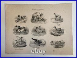 Belle Lithographie signée Chien Race XIXe Gravure Estampe Art Ancien Lévrier
