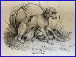 Belle Lithographie signée Chien Race XIXe Gravure Estampe Art Ancien Lévrier