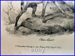 Belle Lithographie signée Chien Race XIXe Gravure Estampe Art Ancien Lévrier