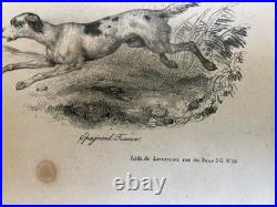Belle Lithographie signée Chien Race XIXe Gravure Estampe Art Ancien Lévrier
