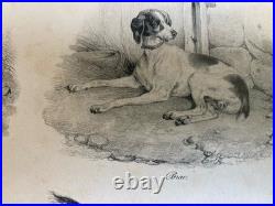 Belle Lithographie signée Chien Race XIXe Gravure Estampe Art Ancien Lévrier