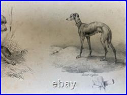 Belle Lithographie signée Chien Race XIXe Gravure Estampe Art Ancien Lévrier