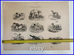 Belle Lithographie signée Chien Race XIXe Gravure Estampe Art Ancien Lévrier