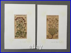 Botanique, deux gravures anciennes, XVIe