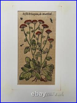 Botanique, deux gravures anciennes, XVIe