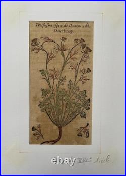 Botanique, deux gravures anciennes, XVIe