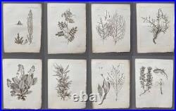 Botanique, huit gravures anciennes, Voyages de Pallas, XVIIIe Botanique, huit gravures anciennes, Voyages de Pallas, XVIIIe