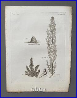 Botanique, huit gravures anciennes, Voyages de Pallas, XVIIIe Botanique, huit gravures anciennes, Voyages de Pallas, XVIIIe