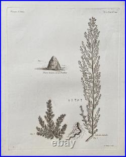 Botanique, huit gravures anciennes, Voyages de Pallas, XVIIIe Botanique, huit gravures anciennes, Voyages de Pallas, XVIIIe