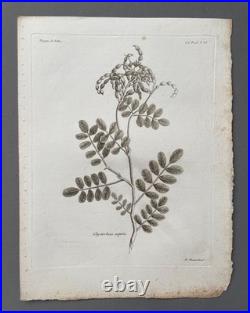Botanique, huit gravures anciennes, Voyages de Pallas, XVIIIe Botanique, huit gravures anciennes, Voyages de Pallas, XVIIIe