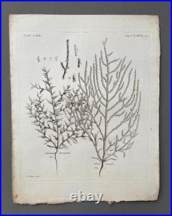 Botanique, huit gravures anciennes, Voyages de Pallas, XVIIIe Botanique, huit gravures anciennes, Voyages de Pallas, XVIIIe