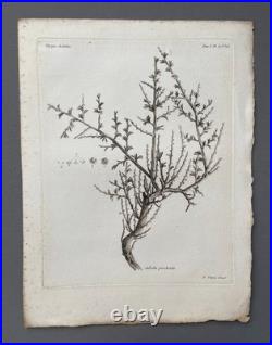 Botanique, huit gravures anciennes, Voyages de Pallas, XVIIIe Botanique, huit gravures anciennes, Voyages de Pallas, XVIIIe