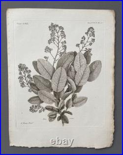 Botanique, huit gravures anciennes, Voyages de Pallas, XVIIIe Botanique, huit gravures anciennes, Voyages de Pallas, XVIIIe