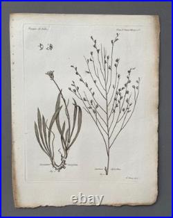 Botanique, huit gravures anciennes, Voyages de Pallas, XVIIIe Botanique, huit gravures anciennes, Voyages de Pallas, XVIIIe