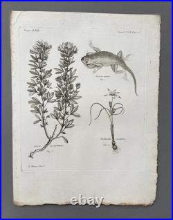 Botanique, huit gravures anciennes, Voyages de Pallas, XVIIIe Botanique, huit gravures anciennes, Voyages de Pallas, XVIIIe