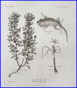 Botanique, huit gravures anciennes, Voyages de Pallas, XVIIIe Botanique, huit gravures anciennes, Voyages de Pallas, XVIIIe