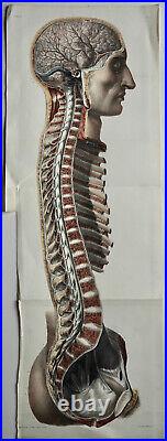 Bourgery Jacob Anatomie 1844 Encephalo Rachidiennes Ecorche