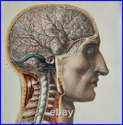 Bourgery Jacob Anatomie 1844 Encephalo Rachidiennes Ecorche